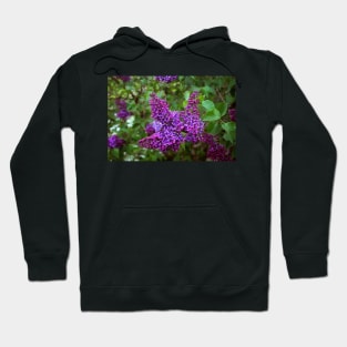 Vivid Purple Lilacs Hoodie